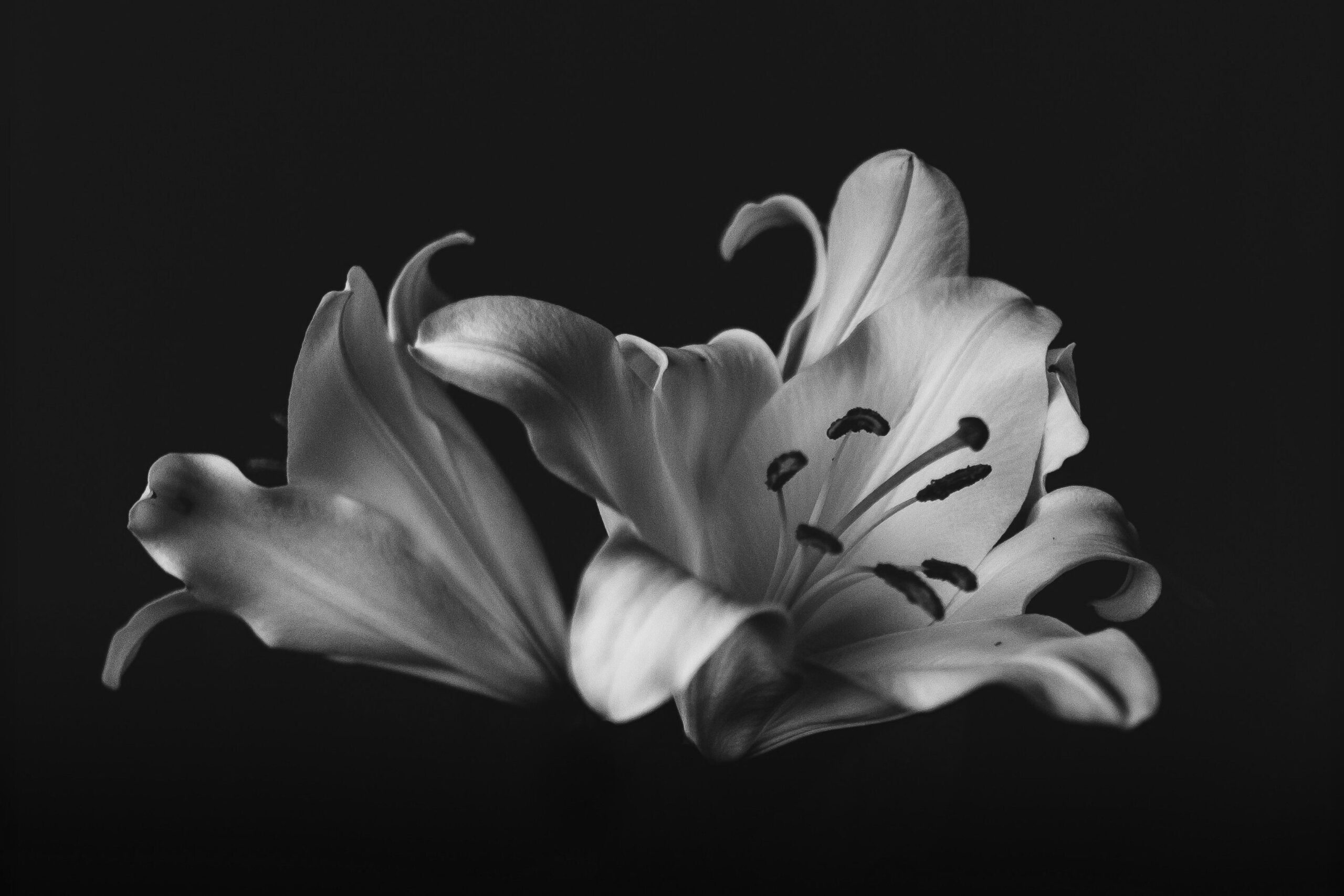 Immagini dimensione 3393x2262 px (9)
